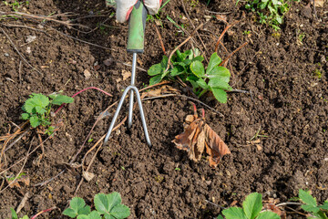 hands gardener weed and loosen the bed of strawberries