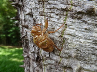 Cigarra no tronco da árvore - Cicade on a tree trunk