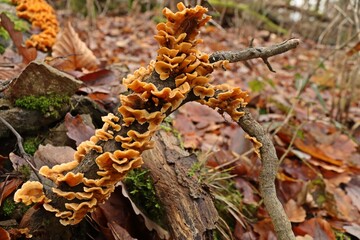 Striegeliger Schichtpilz (Stereum hirsutum) auf Totholz.
