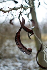 Dry pod with seeds of honey locust