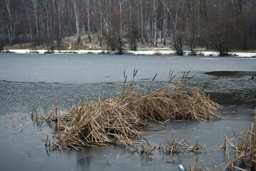 Dry reeds stick out of ice on a freezing lake