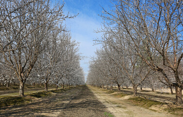 Almond tree alley - California