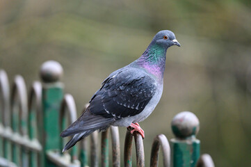 Rock dove or common pigeon or feral pigeon in Kelsey Park, Beckenham, Greater London. A dove (pigeon) sitting on a fence in Kelsey Park, Beckenham, Kent. Rock dove or common pigeon (Columba livia), UK