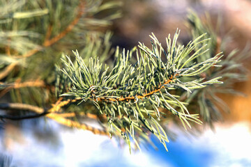 Spruce branch in the snow against the blue sky.