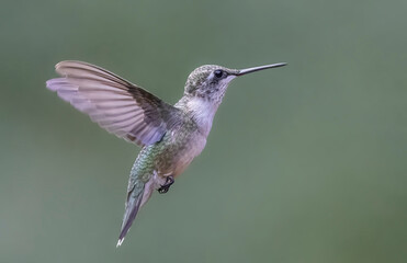Plakat ruby throated hummingbird in flight isolated on green 
