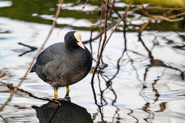 Coot in Kelsey Park, Beckenham, Greater London. The coot is standing in the lake. Coots are common in Kelsey Park, Beckenham, Kent. Coot (Fulica atra), UK.