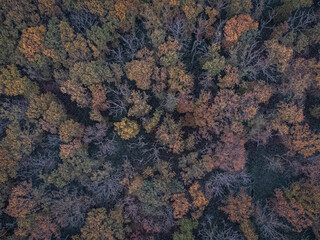 Colorful forest from above. Aerial photo of a forest during autumn.