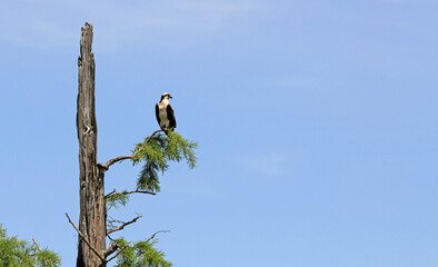 Osprey on the branch, Tennessee