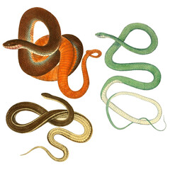 Botanical illustration of different types of snakes on a white background