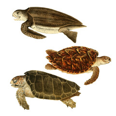 Fototapeta premium Botanical illustration of different types of turtles on a white background