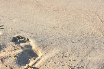 Footprint in sand in the sunshine on a beach