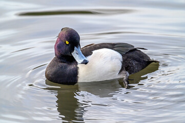 Obraz premium Tufted duck in Kelsey Park, Beckenham, Greater London. The tufted duck swims on the lake in Kelsey Park, Beckenham, Kent. Tufted duck (Aythya fuligula), UK.