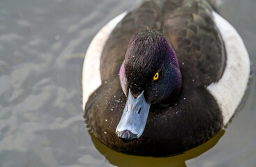 Tufted duck in Kelsey Park, Beckenham, Greater London. The tufted duck swims on the lake in Kelsey...
