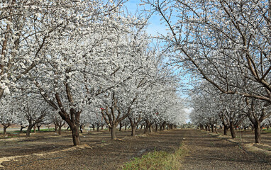 Almond orchard - California