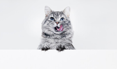 Funny large longhair gray kitten with beautiful big eyes lying on white table. Lovely fluffy cat...