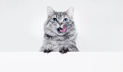 Fototapeten Funny large longhair gray kitten with beautiful big eyes lying on white table. Lovely fluffy cat licking lips. Free space for text. Mockup for your product.  © KDdesignphoto