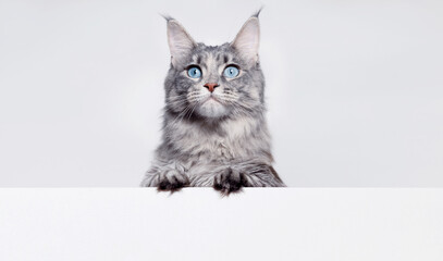 Funny large longhair gray kitten with beautiful big eyes lying on white table. Lovely fluffy cat licking lips. Free space for text. Mockup for your product. 