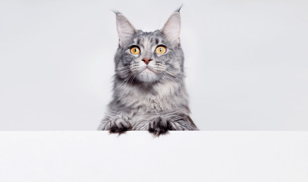 Funny large longhair gray kitten with beautiful big eyes lying on white table. Lovely fluffy cat licking lips. Free space for text. Mockup for your product. 