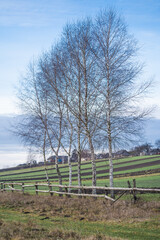 beautiful birch trees grow in a row against the background of sown fields and houses in the countryside