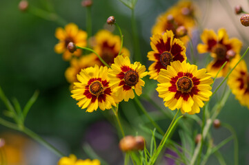 Creopsis tinctoria garden golden tickseed bright yellow and red flowers in bloom, calliopsis ornamental flowering plant - obrazy, fototapety, plakaty