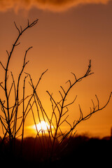 Obraz premium Silhouette of plants in front of the sunset