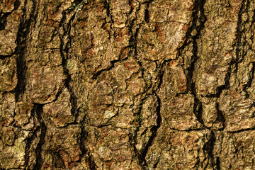 bark of a tree