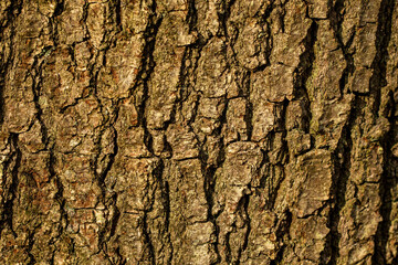 bark of a tree