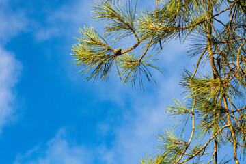 Pine branches against sky