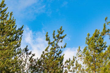 tree branches against blue sky