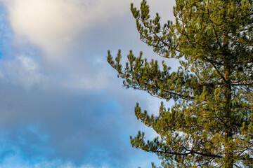 tree branches against cloudy sky