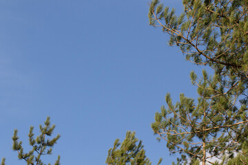 branches against sky