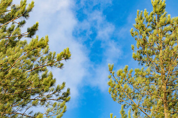 green tree leaves against blue sky