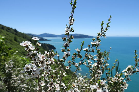 Manukabl&uuml;te Neuseeland