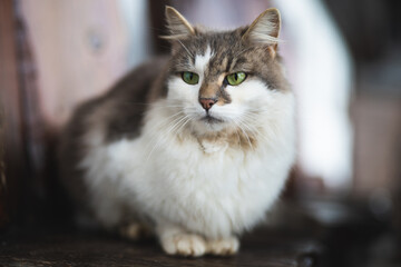 a beautiful fluffy cat with green eyes is sitting