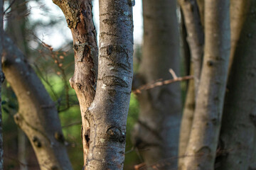 trunk of a tree in the woods
