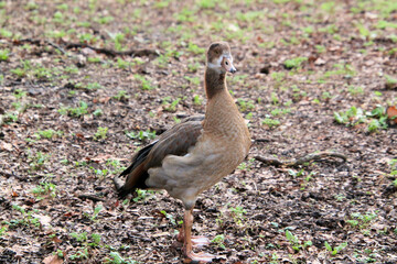 A view of an Egyptian Goose