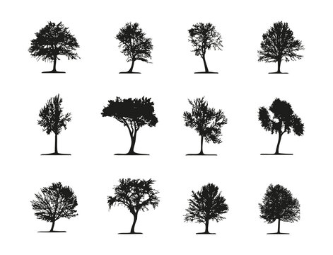 Set of 12 deciduous trees silhouettes