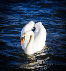swan on the water