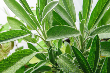 Leaves of Sage herb
