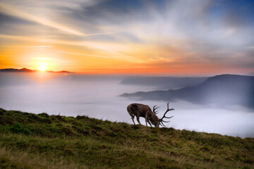 Hirsch im Nebel und Sonnenuntergang