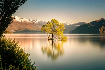 Wanaka-Baum © Rupert