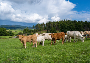 Naklejka na ściany i meble Kühe mit ihren Kälbern, im steilen Gebiet auf einer Weide.