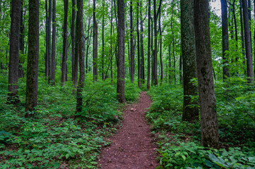A Late Spring Walk in the Forest, Shenandoah National Park Virginia USA, Virginia