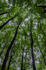 Naklejka premium The Forest Canopy on a Late Spring Afternoon, Shenandoah National Park Virginia USA, Virginia