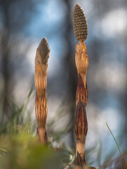 Aufrecht stehender Schachtelhalm (Equisetum arverse) mit Sporenkörpern auf einer Wiese.