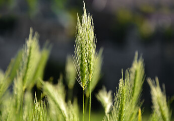 kwitnąca trawa, kłosy trawy w słońcu, grass flower on warm golden hour sunset time, Ears of...
