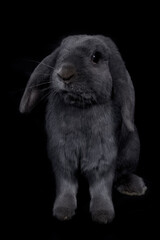 black and white rabbit