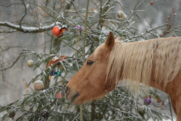 Weihnachten mit Pferd. Schönes goldenes Pferd im verschneiten Wald mit Weihnachtsbaum