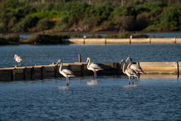 Flamingo's standing in the water
