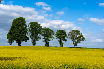Deciduous trees in a blooming rapeseed field